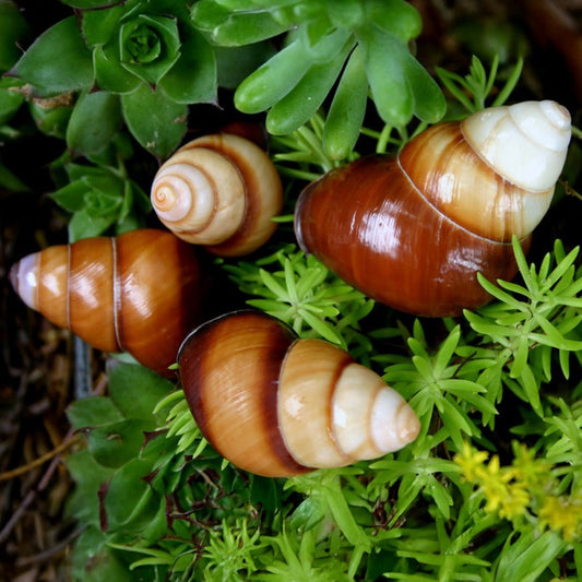 Landsnail cream and brown smooth oval - Heliostyla rufogaster