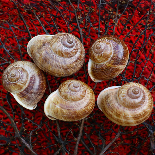 Landsnail fawn brown