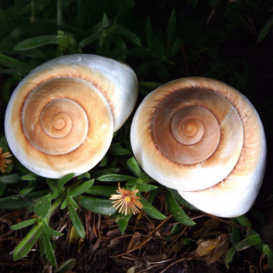 Landsnail giant round - Ryssota ovum