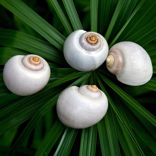 Landsnail blue grey round (Pila globosa)