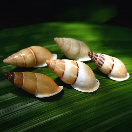 Landsnail Helicostyla gracilis honey-cream long