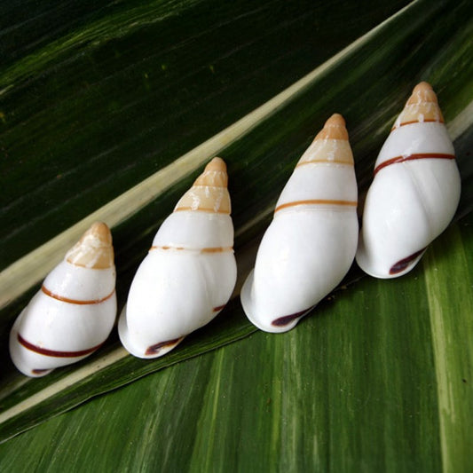 Landsnail white long thin brown stripe