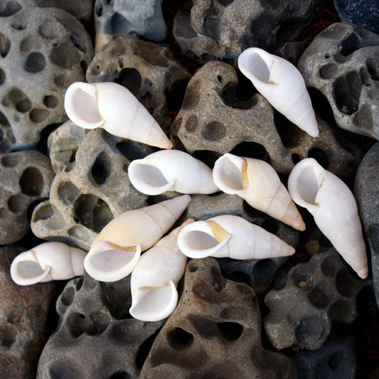 Landsnail white long