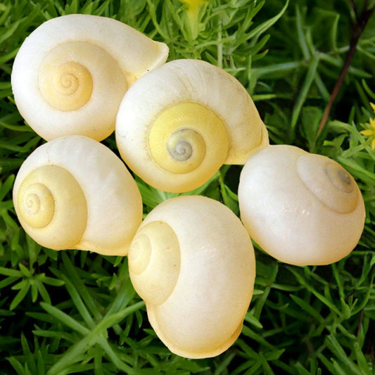 Landsnail white round with pale lemon tint