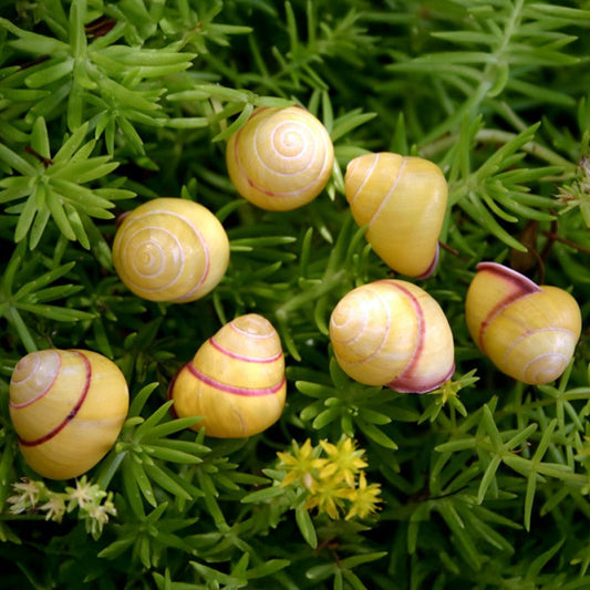 Landsnail yellow round small - Helicostyla annulata