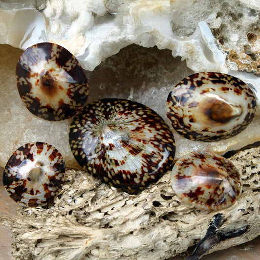 Limpet polished - Patella testudinaria