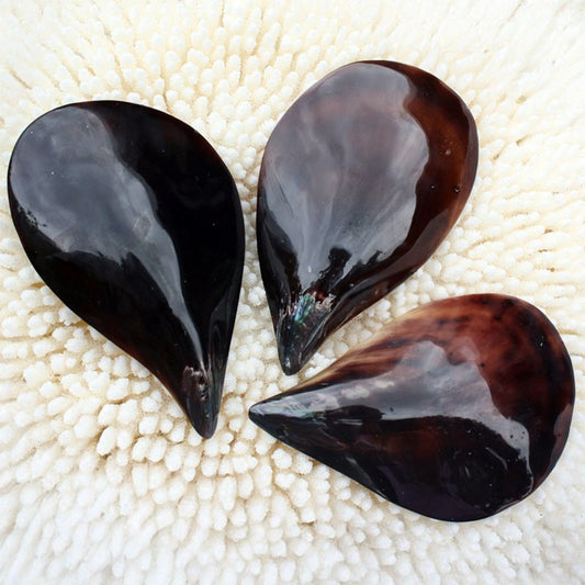 Black pen shell polished half