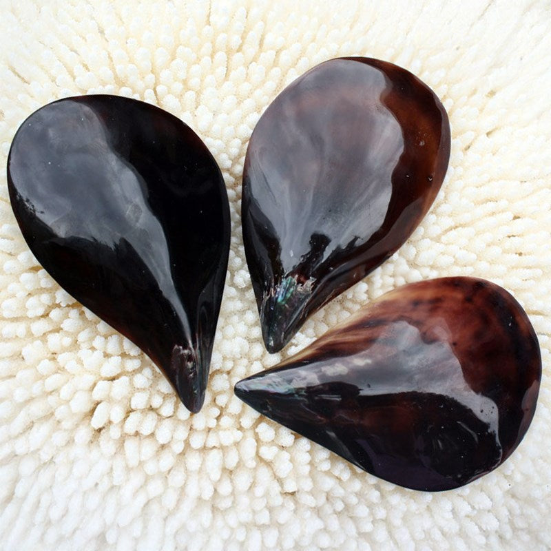 Black pen shell polished half