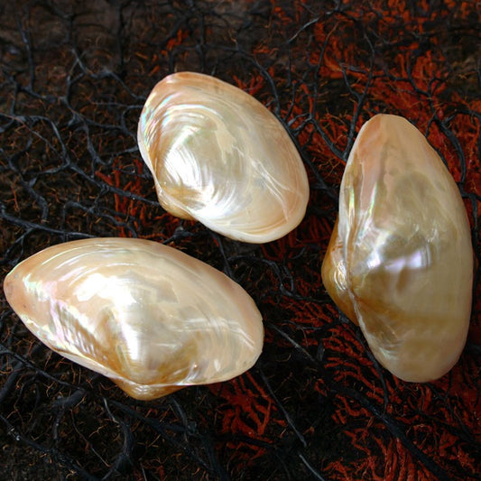 Mussel cream pearled pair