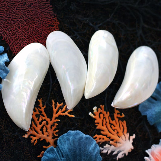 Perna viridis mussel pearled pair