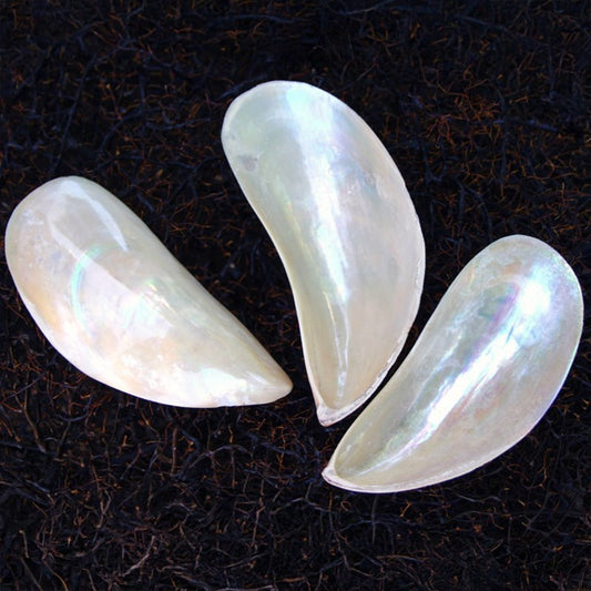 Perna viridis mussel pearled half