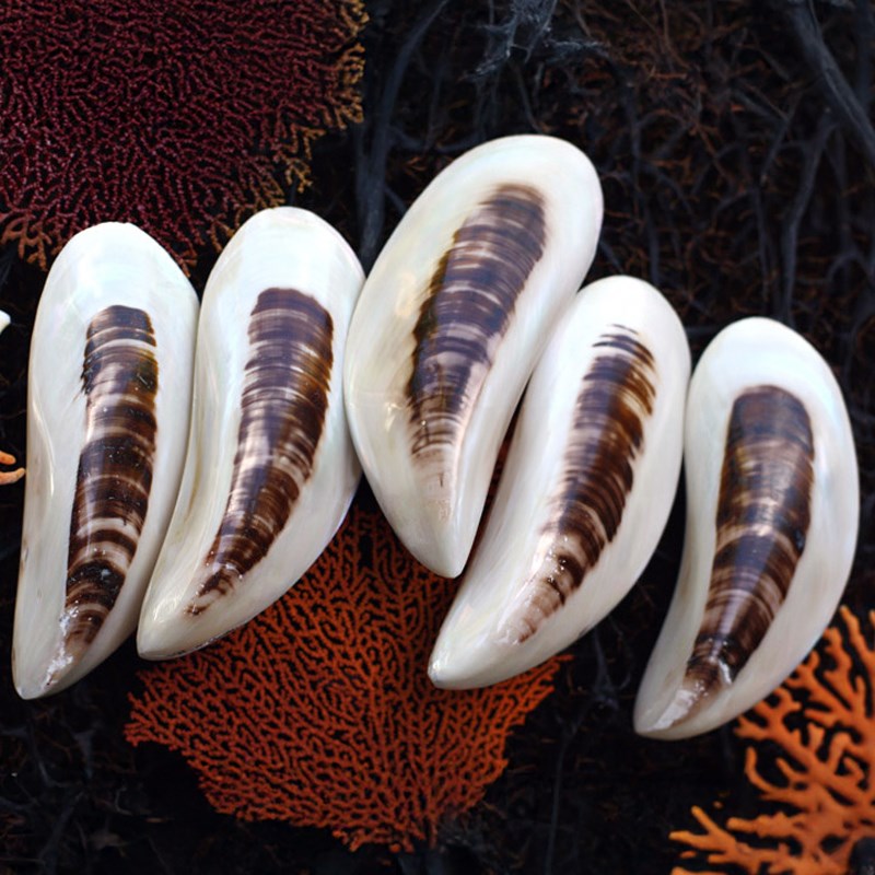 Perna viridis brown spot pearled half