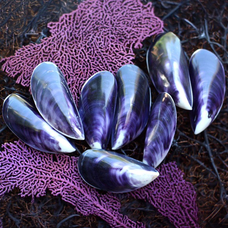 Mussel blue purple dark polished pair