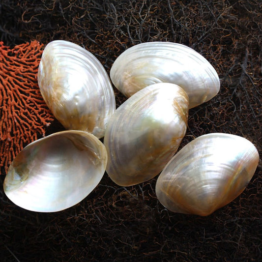 Philippine Macabebe pale gold pearled half