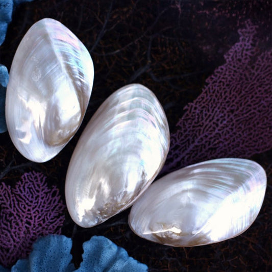 Mussel white lustre pearled pair