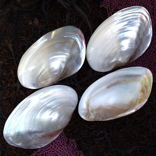 Mussel white lustre pearled half