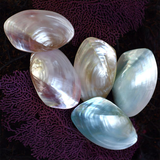 Mussel white lustre pearled pair pastel dyed