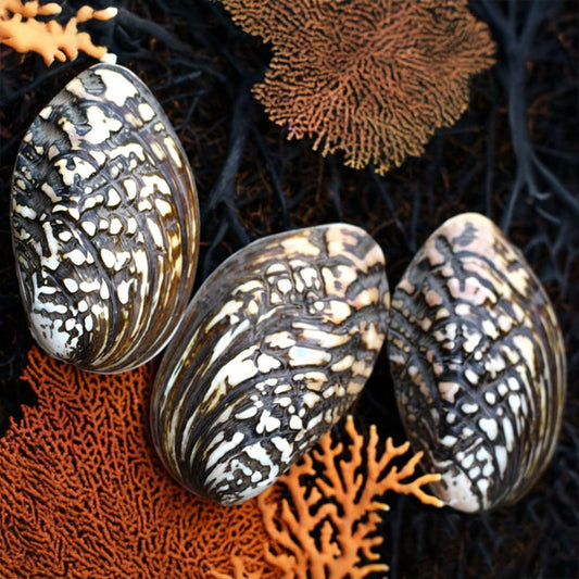 Mussel heavy black natural spotted pair