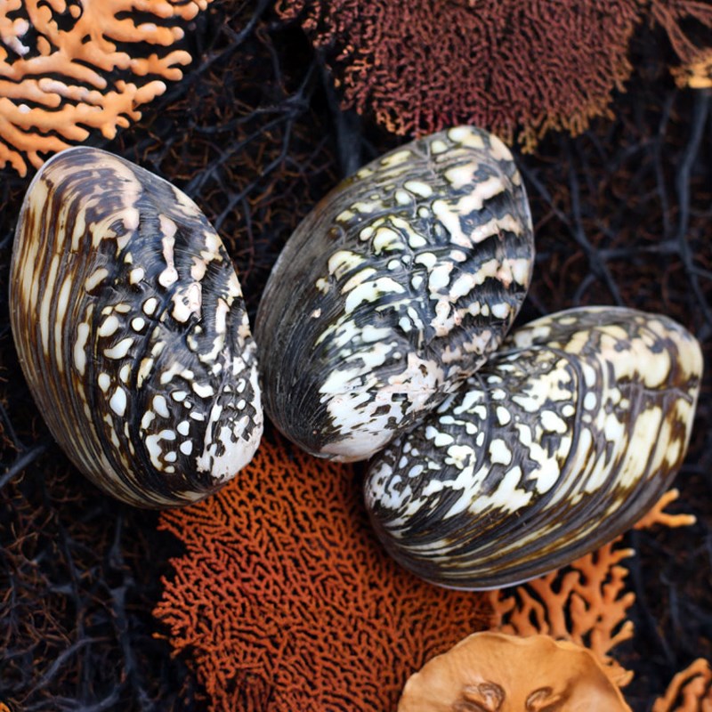 Mussel heavy black natural spotted half