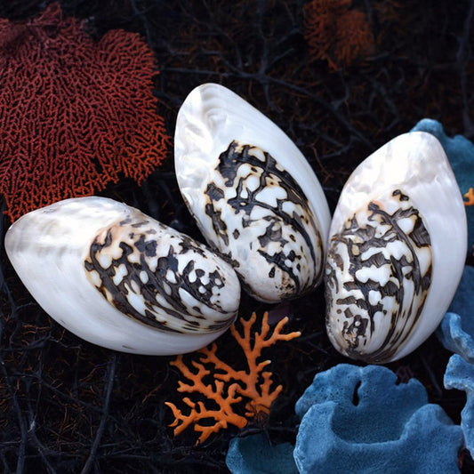 Mussel heavy black with pearl edge pair