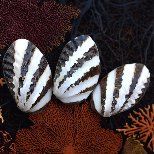 Mussel heavy black with pearl stripe pair