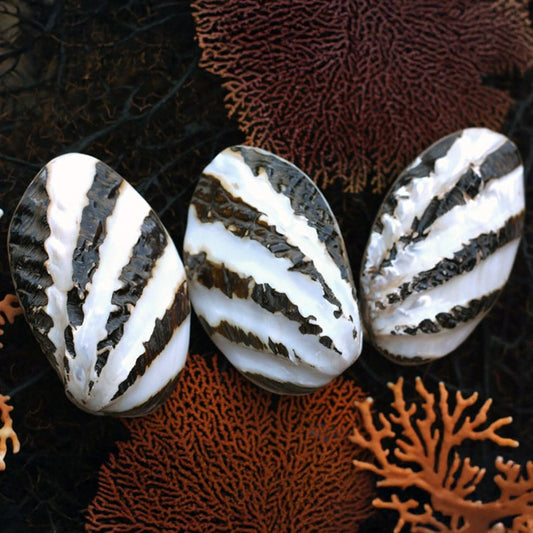 Mussel heavy black with pearl stripe half