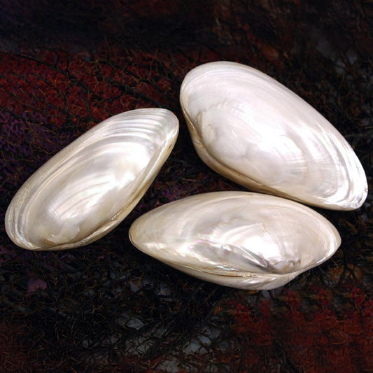Mussel heavy pearled pair