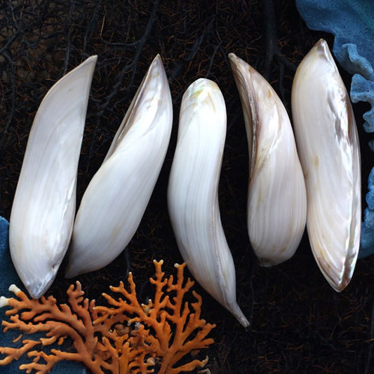 Mussel white pearled pair curled