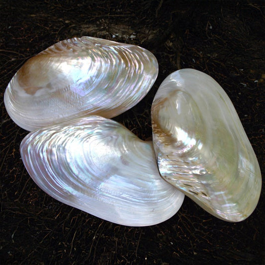 Mussel giant white pearled pair