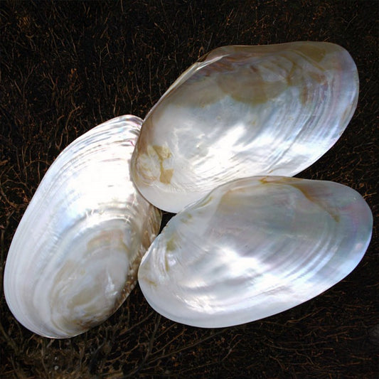 Mussel giant white pearled half