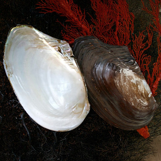 Mussel giant half natural back