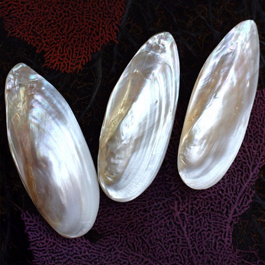 Mussel long white pair with hint of pink