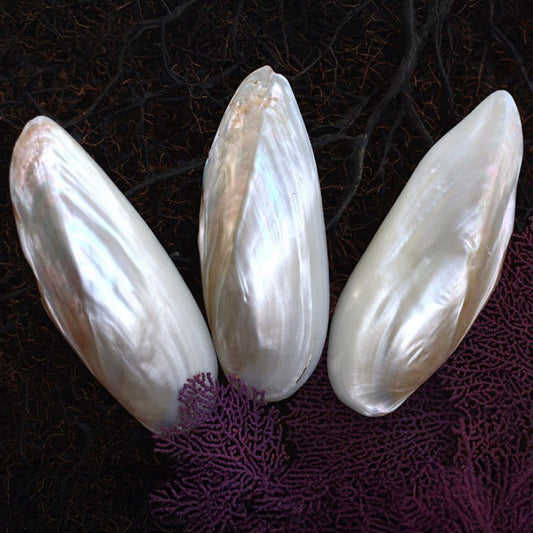 Mussel long pearl white half with hint of pink