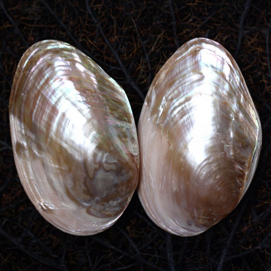 Mussel giant pink pearl pair