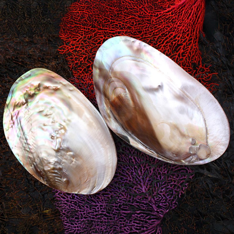 Mussel giant pink pearl half