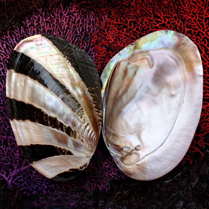 Mussel giant pink pearl dark stripe half