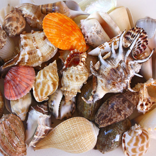Shells assorted @ $0.49 (Pack of 100)