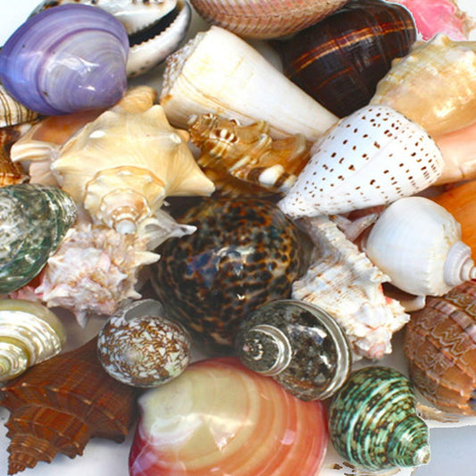 Shells assorted @ $1.80 (Pack of 25)