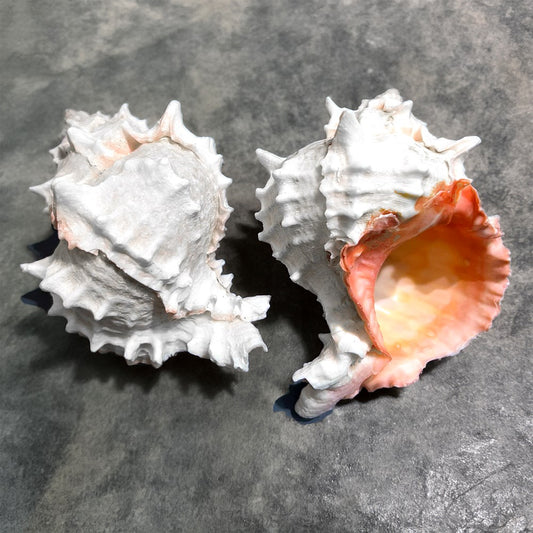 Murex erythrostomus bright pink