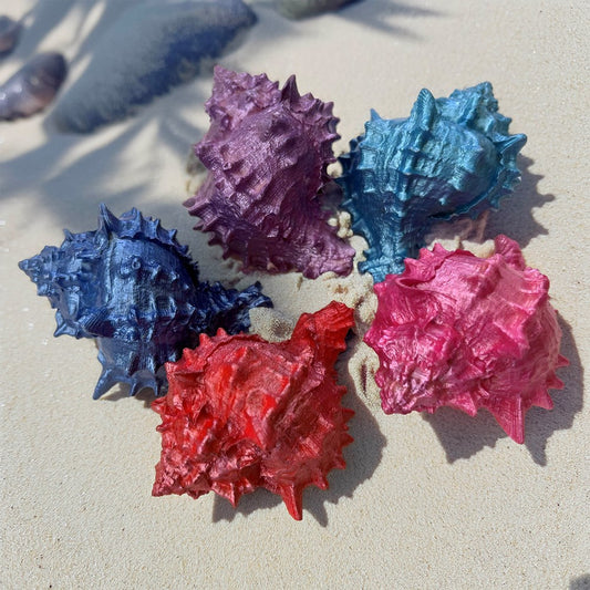 Murex erythrostomus pearl dyed