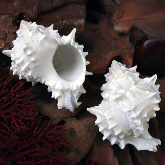 Murex erythrostomus white