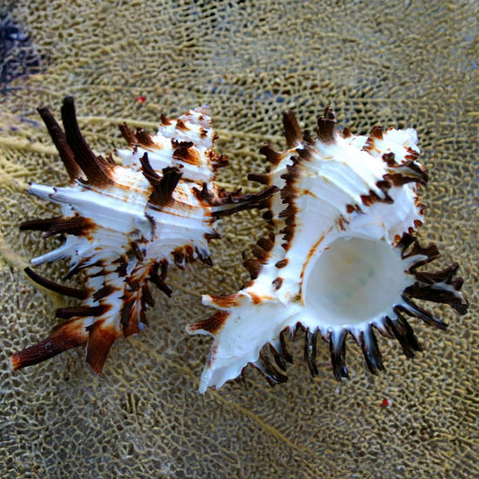 Murex endivia longspine