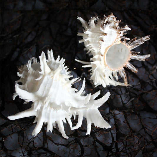 Murex endivia longspine white