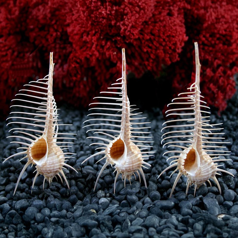 Murex pecten beige