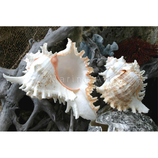 Murex ramosa B-grade