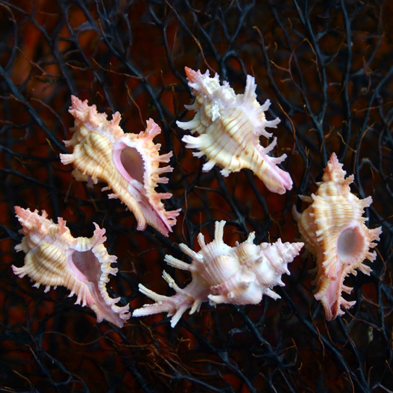 Murex sauliae