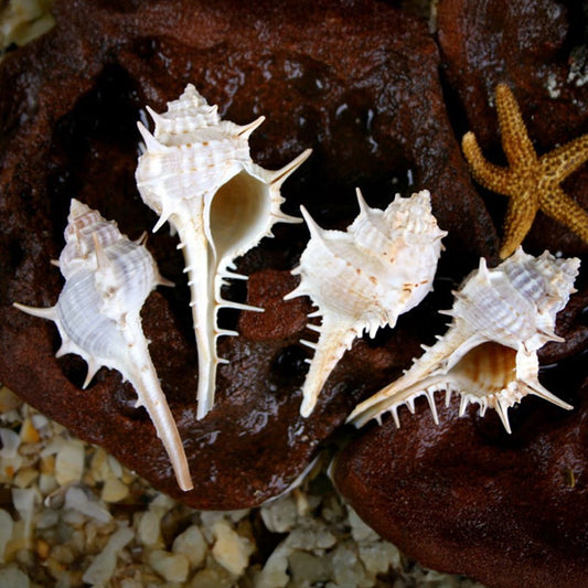 Murex ternispina beige