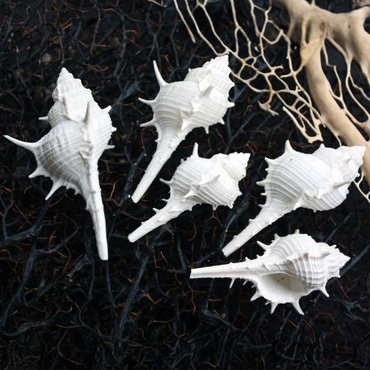 Murex ternispina white