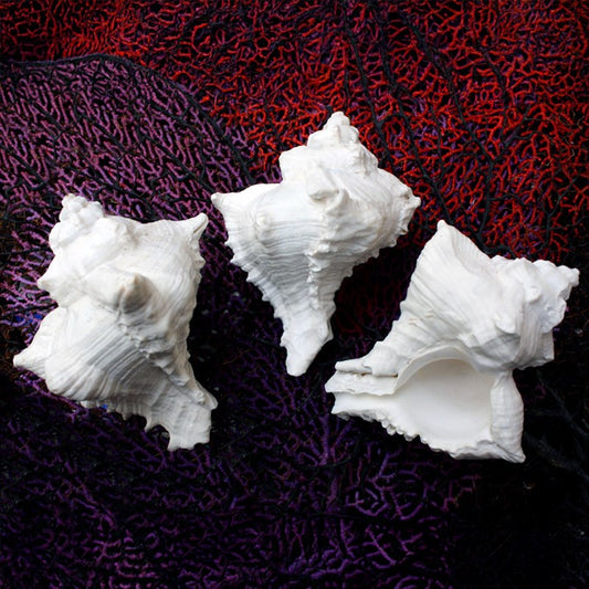 Murex virgineus white