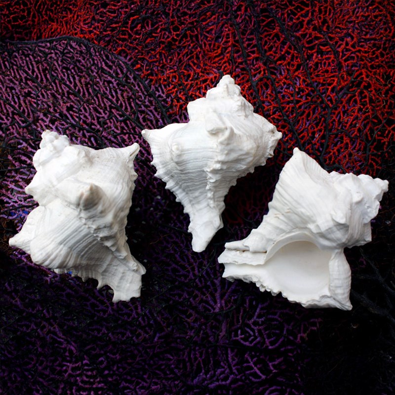Murex virgineus white